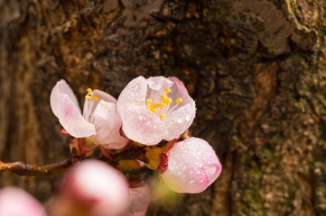 Blooming apricot flower，Prunus sibirica