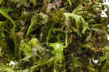 Red Lettuce (Lollo Rosso)