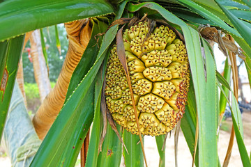 Hala fruit (Pandanus tectorius) or Tahitian screwpine, thatch screwpine, hala tree, pandanus, and...