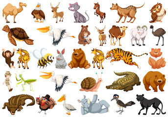 Set of wild animal