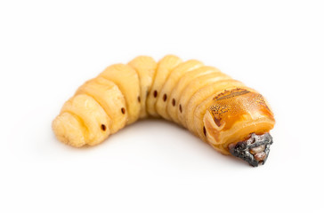Beetle Worm of Scarab Beetle is dangerous insect pest with Mango tree borer. Batocera rufomaculata...