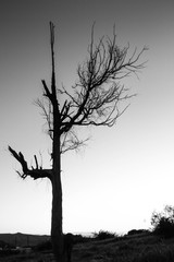 tree silhouette black and white minimalist
