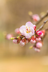 Fototapeta na wymiar Blooming apricot flower，Prunus sibirica