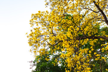 Yellow tabebuia flower blossom