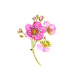 Watercolor delicate spring flowers with buds Design element for greeting cards