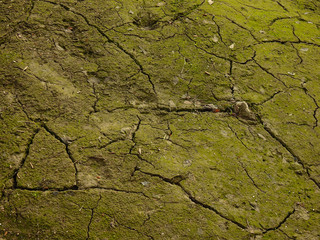 Texture. Cracked earth.