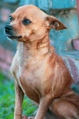 c&atilde;es pequenos de ra&ccedil;a pincher preto e marrom