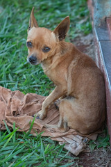 cães pequenos de raça pincher preto e marrom