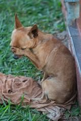 cães pequenos de raça pincher preto e marrom