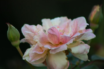 flores rosas vermelhas e brancas