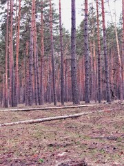 Obraz premium Landscape in the forest in the afternoon.Road.Trees.Grass