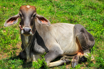 Dieses einzigartige Foto zeigt eine liegende Kuh im Gras auf einer Wiese im Nationalpark Kaeng...