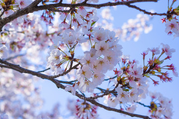 Takada castle in spring with cherry blossam in Niigata