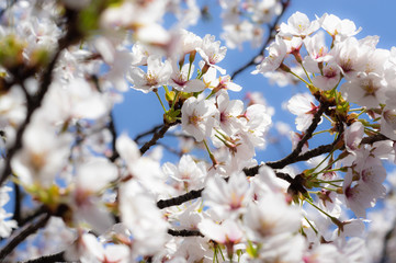 Takada castle in spring with cherry blossam in Niigata