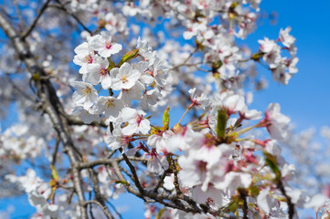Takada castle in spring with cherry blossam in Niigata
