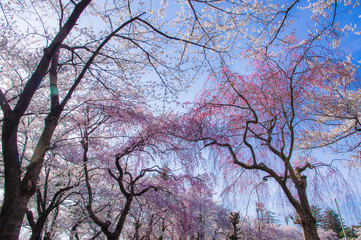 Takada castle in spring with cherry blossam in Niigata
