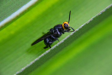 moscas e insetos mosca varejera e da banana