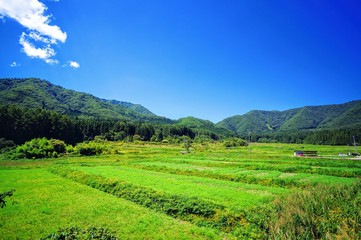 Obraz premium 日本の夏の田園風景