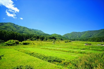 Naklejka na ściany i meble 日本の夏の田園風景