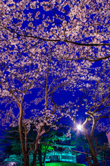 Takada castle in spring with cherry blossam in Niigata