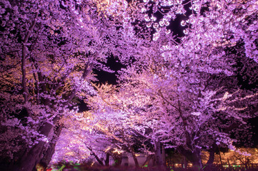 Takada castle in spring with cherry blossam in Niigata