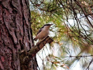 The bird sits on a branch in the forest.Birdie.It's spring.