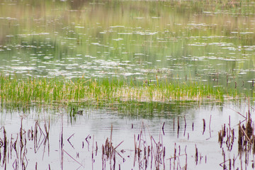 aves aquaticas em lago pato selvagem