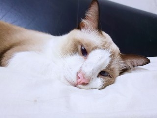 Relaxed cat curled up on the bed, Gray and white cat sleeping on the white blanket in the house, Space for text in template, looking at camera
