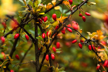 Orange autumn and spring