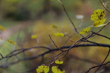 Orange autumn and spring