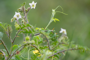 plantas e flores selvagens plantas com espinhos