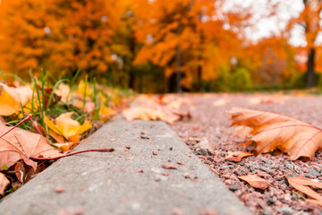 Orange autumn and spring