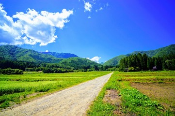 Fototapeta na wymiar 日本の夏の田園風景
