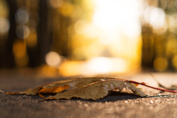 Orange autumn and spring