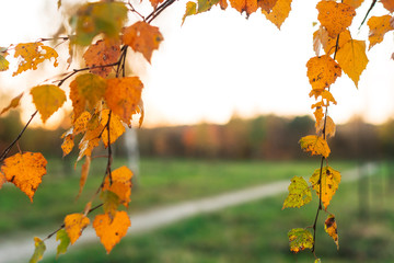 Orange autumn and spring