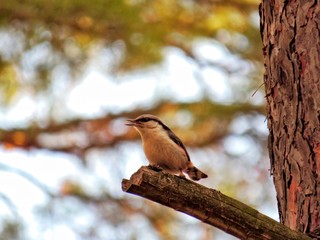 The bird sits on a branch in the forest.Birdie.It's spring.