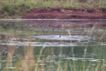 aves aquaticas em lago pato selvagem