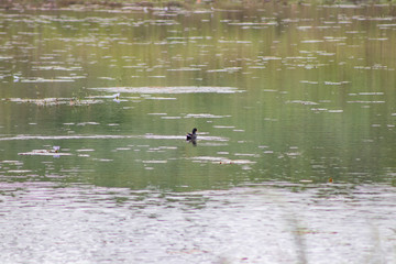 aves aquaticas em lago pato selvagem
