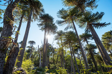 Araucaria