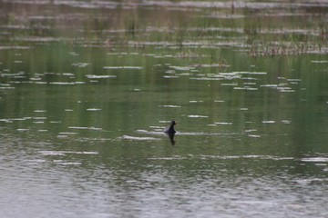 patos selvagens nadando e caçando em lago