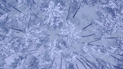 Camera flight above the top of snow covered young pine-trees in beautiful winter forest with no people Aerial video shot in 4K on UHD camera