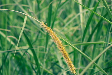 flores selvagens violetas e amarelas
