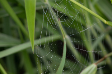 teia de aranha com gotas de orvalho da manhã