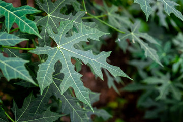 Chaya or tree spinach, is a large, growing leafy perennial shrub.