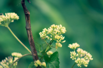 flores selvagens violetas e amarelas