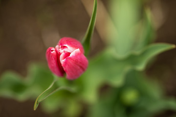 view from above on pink flower of a tulip, petals laces white