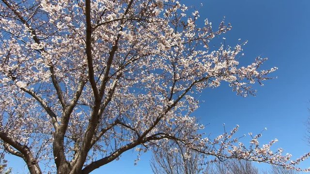 Cherry tree and sky