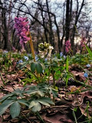 Plants in the forest.Microcosm in the forest.Primroses