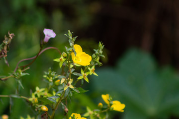 flores selvagens amarelas com espinhos