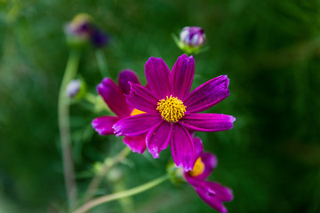 Obraz premium Blooming flower in garden